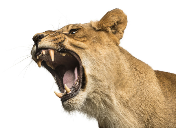 Close-up of a Lioness roaring, Panthera leo, 10 years old, isola - Zdjęcie, obraz