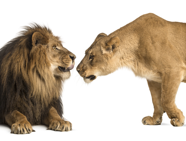 oroszlán és a nőstény oroszlán találkozik és szagolgatja egymást, panthera leo, elszigetelt - Fotó, kép