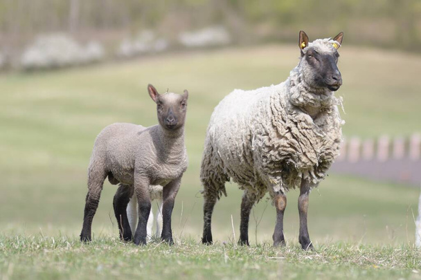 春に母羊と子羊 - 写真・画像