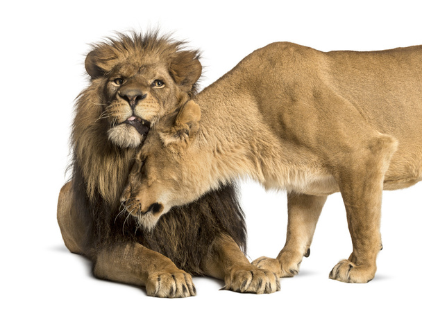León y leona abrazos, Panthera leo, aislado en blanco
 - Foto, imagen