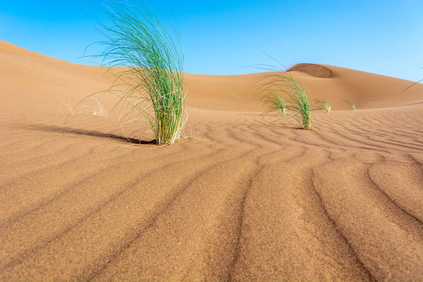 Pustynia w południowym Maroko - Zdjęcie, obraz