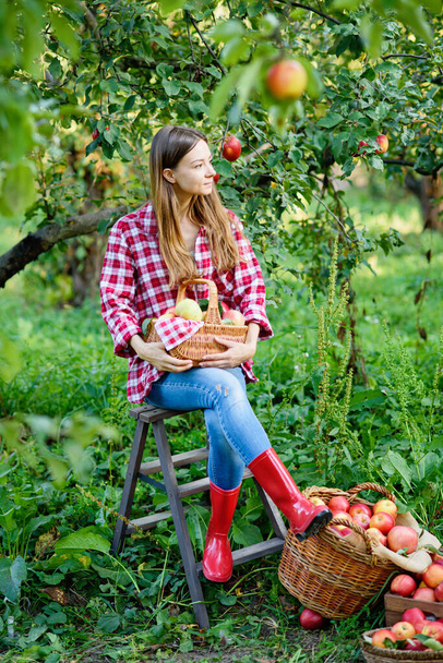 Beautiful girl picking ripe organic apples in basket in orchard on farm at sunny day. Harvest Concept  - Photo, image