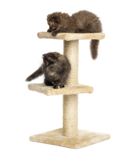 Hochlandfaltenkätzchen spielen auf einem Katzenbaum, isoliert auf weiß - Foto, Bild