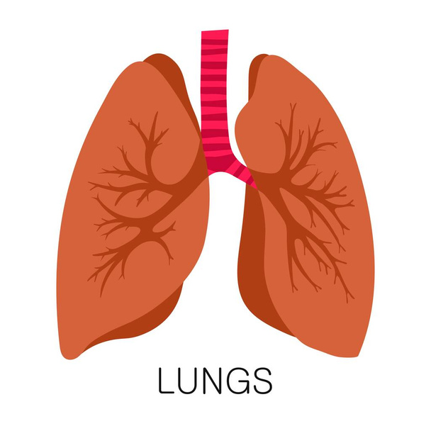 Keuhkot kuvake tasainen tyyli eristetty valkoisella taustalla. Ihmisen anatomian lääketieteellinen elin vektori
 - Vektori, kuva