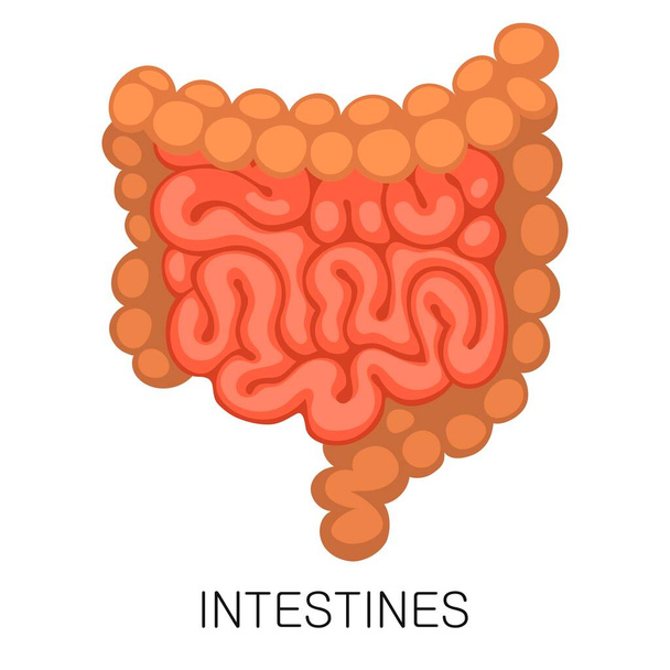 Icono de intestinos en estilo plano aislado sobre fondo blanco. Anatomía humana vector de órganos médicos
 - Vector, imagen