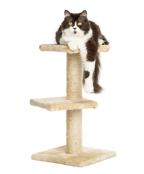 Front view of a British longhair lying on top of a cat tree, iso - Photo, Image