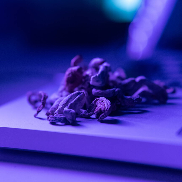 Biohacking and brain development with magic mushrooms. - Fotó, kép