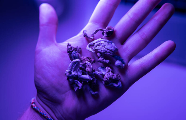 Biohacking e desenvolvimento cerebral com cogumelos mágicos close-up - Foto, Imagem