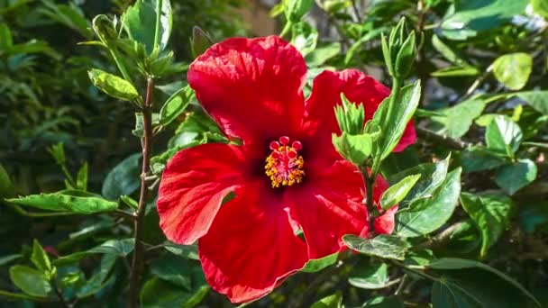 Timelapse de fleur d'hibiscus en Israël
 - Séquence, vidéo