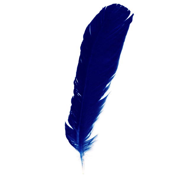 Feather - Foto, imagen