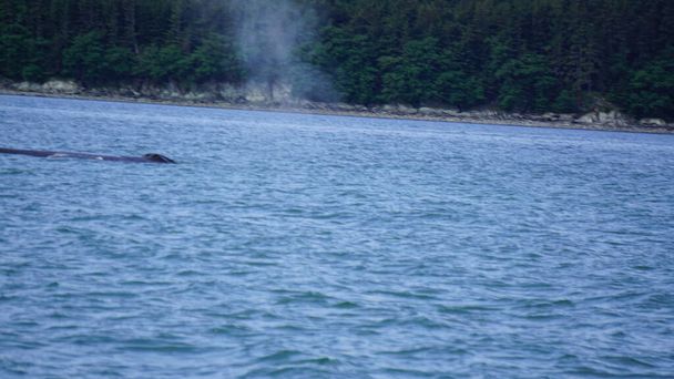 кит дивиться на Аляску (США). - Фото, зображення
