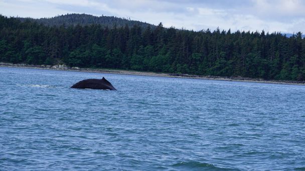 кит дивиться на Аляску (США). - Фото, зображення