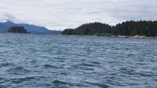 paisaje en un fiordo de Alaska durante un safari de avistamiento de ballenas
 - Foto, Imagen