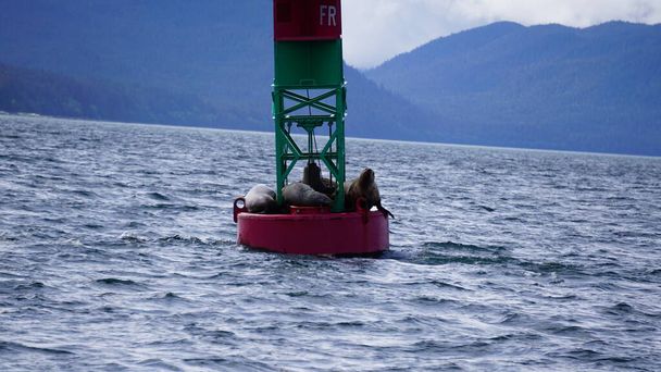 Stellar Seal Lions sleeping on a buoy in Auke Bay, Juneau Alaska on a cold and cloudy summer day - Photo, Image