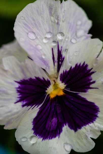 Detailní záběr trikolóry viola květy v zahradě jako přirozené zázemí pro koncepci karet - Fotografie, Obrázek