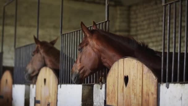 Los bozales de un caballo miran desde el establo, caballos en los establos
 - Imágenes, Vídeo