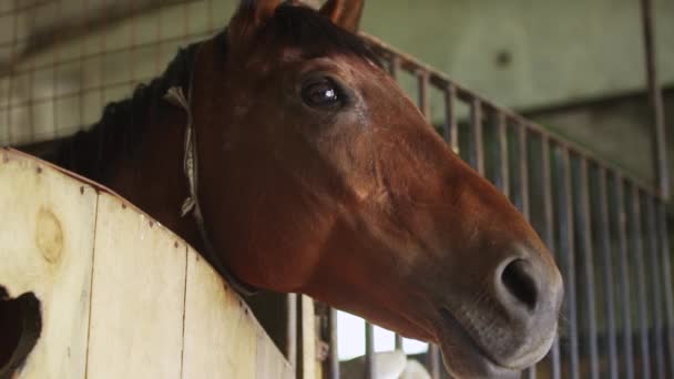 El hocico de un caballo mira fuera del establo, caballos en los establos
 - Metraje, vídeo