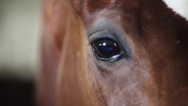 Brązowe oczy konia wychodzą z boksu. - Materiał filmowy, wideo