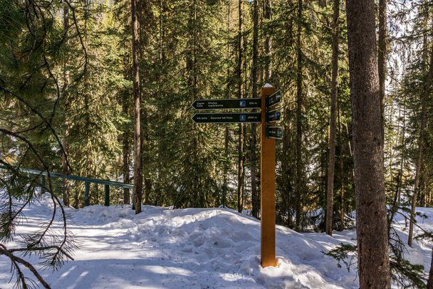 BANF, CANADA - MARCH 20, 2020: path in the forest winter landscape hiking trail - Photo, Image