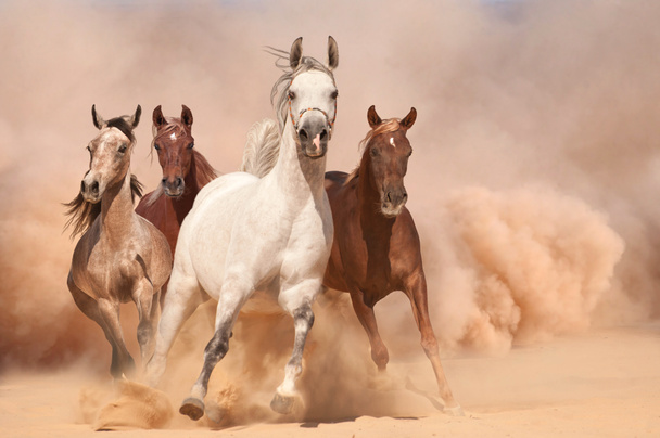 лошади в пыли
 - Фото, изображение