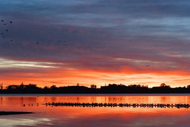 Vibrant sunrise across bay with flock of birds roosting on sandbar at Memorial Park in Tauranga New Zealand. - Photo, Image