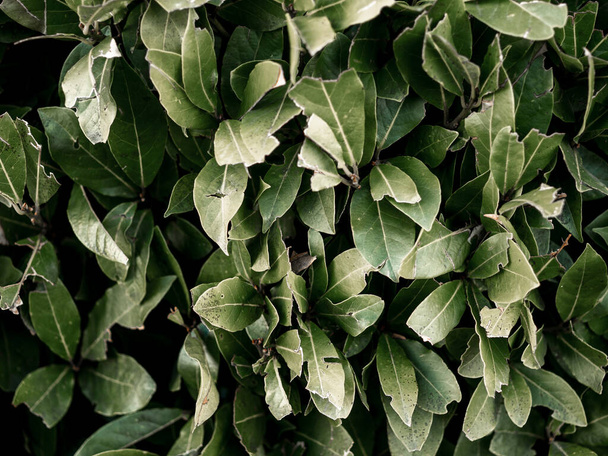 bay leaf, bush plant. texture.spice for culinary products - Foto, Bild