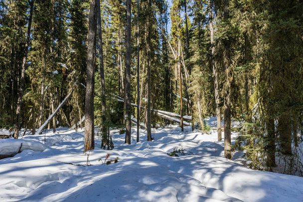 Maravilhosa paisagem de inverno com neve e árvores verdes céu azul no dia ensolarado
 - Foto, Imagem