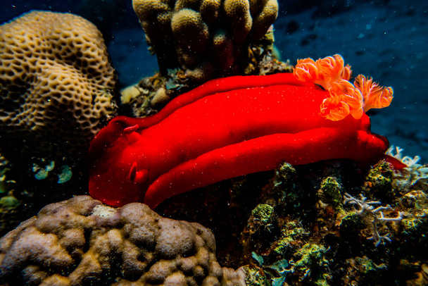 Ślimak morski w Morzu Czerwonym Kolorowe i piękne  - Zdjęcie, obraz