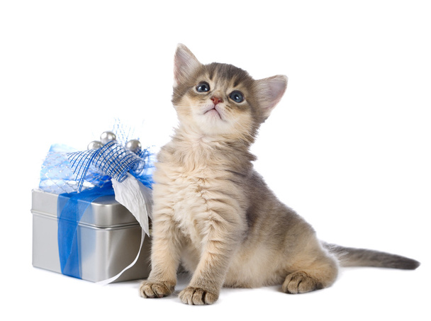lindo somalí gatito sentado cerca de un regalo caja
 - Foto, imagen