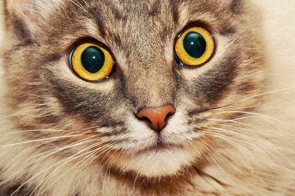 Fluffy cat closeup - Foto, immagini