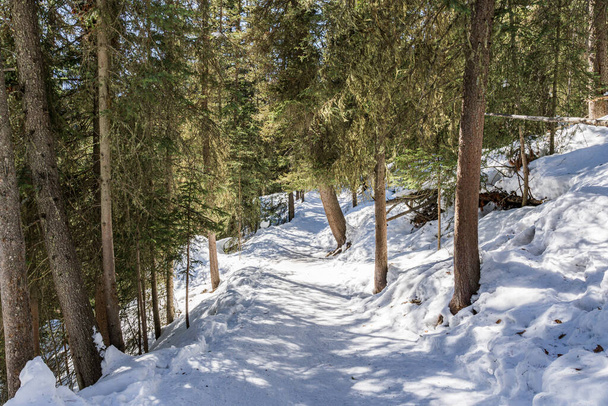 path in the forest winter landscape hiking trail - Photo, Image
