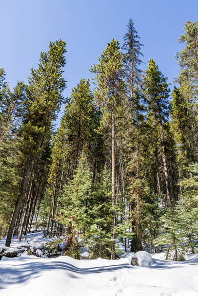 Meraviglioso paesaggio invernale con neve e alberi verdi cielo blu al Sunny Day
 - Foto, immagini