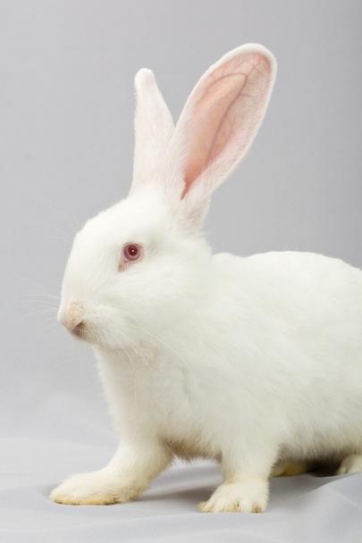 Conejo blanco sobre fondo gris
 - Foto, Imagen