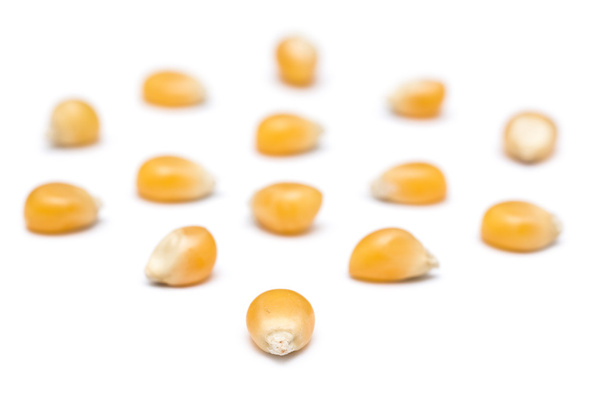 Семена кукурузы на белом
 - Фото, изображение