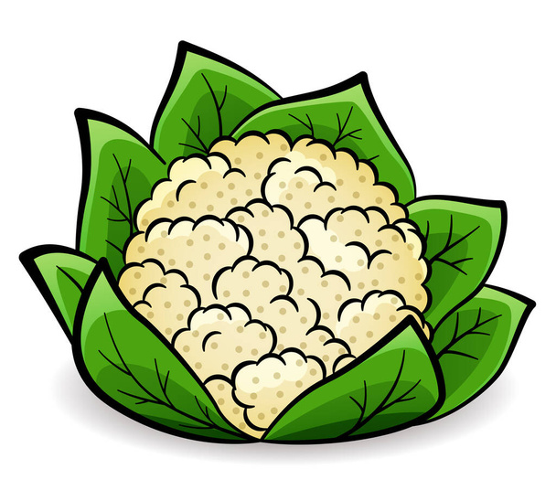 Illustration vectorielle du dessin de conception du chou-fleur isolé
 - Vecteur, image