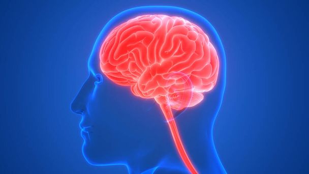 Internes Organ Gehirn des Menschen mit Nervensystem Anatomie Röntgen 3D-Rendering - Foto, Bild