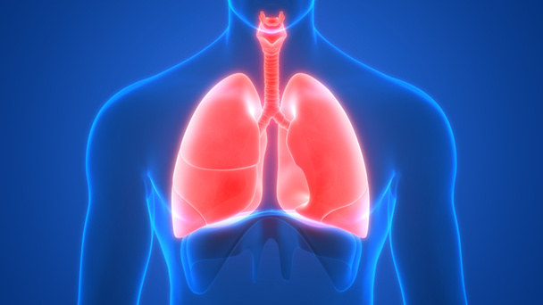 Longen een deel van Human Respiratory System Anatomy 3d rendering - Foto, afbeelding