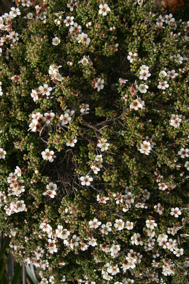 Valkoinen kukka vihreitä puita kinabalu metsässä vaellus polku huipulle kota kinaalu
 - Valokuva, kuva