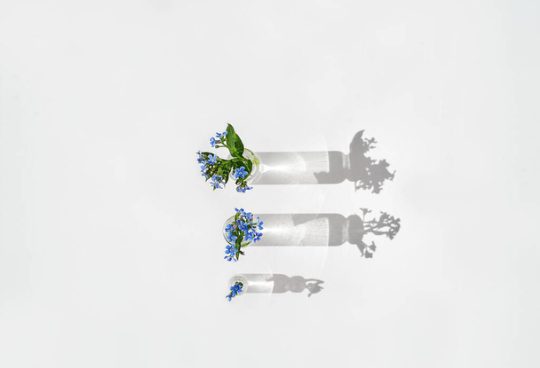 Close-up of forget-me-not flowers in test tube with water. Stand on a white background. Close-up of Myosotis sylvatica, little blue flowers.  - 写真・画像