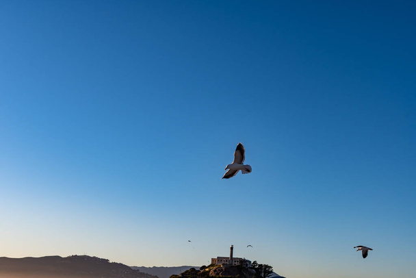 Γραφική θέα του κόλπου του Σαν Φρανσίσκο με ιπτάμενους γλάρους, νησιά και Αλκατράζ - Φωτογραφία, εικόνα