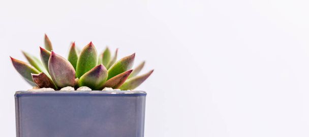 Mini succulent in a gray pot on a white background. Gardening and floristry. Close-up. Space for text. Panorama format. - Φωτογραφία, εικόνα