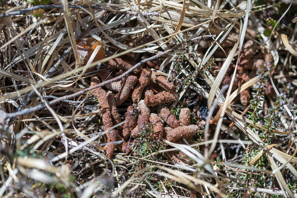 Capercaillie Occidental - Tetrao urogallus - excrementos en el suelo
 - Foto, Imagen