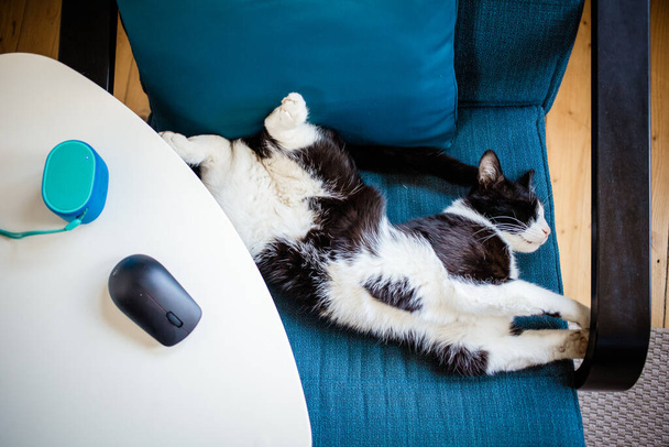 aranyos kis macska alszik kék karosszék pet terápia - Fotó, kép