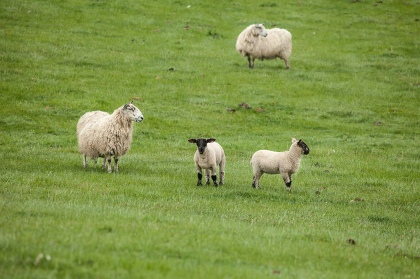 Meadow with sheeps - Фото, изображение