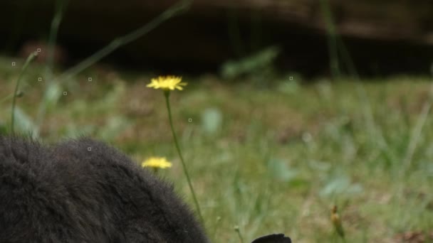 Sıska gri kısa saçlı sokak kedisi dışarıda çimenleri çiğniyor. - Video, Çekim