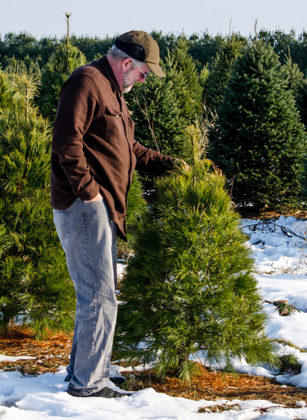 άνθρωπος ψώνια για ένα μικρό χριστουγεννιάτικο δέντρο - Φωτογραφία, εικόνα