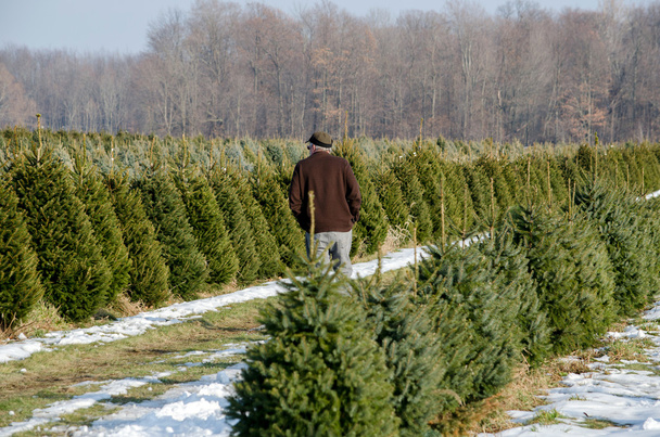 ένας άνδρας αναζητήσεις για ένα τέλειο χριστουγεννιάτικο δέντρο - Φωτογραφία, εικόνα