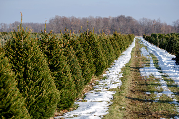 Rows of living Christmas trees - Photo, Image