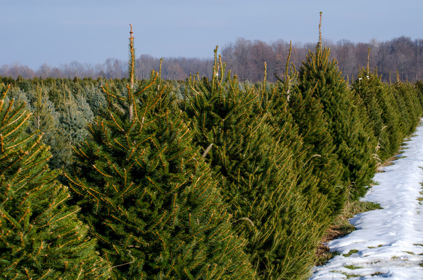 Rows of evergreens at a Michigan Christmas tree farm - Photo, Image