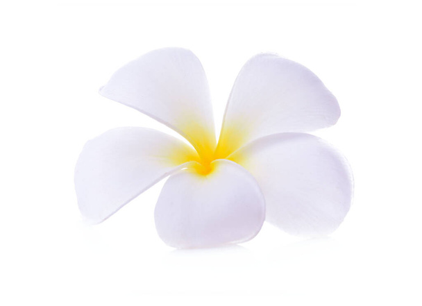 Fehér plumeria rubra virág elszigetelt fehér háttér - Fotó, kép